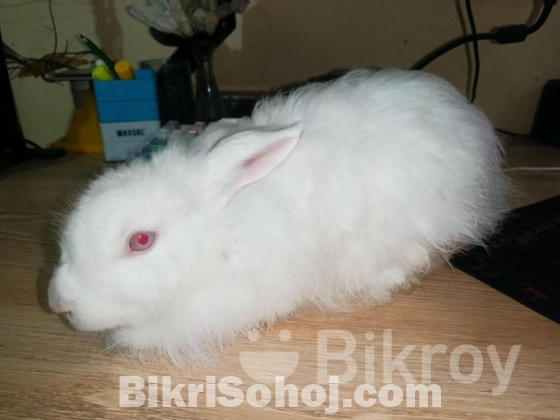 Fluffy Belgian Rabbit